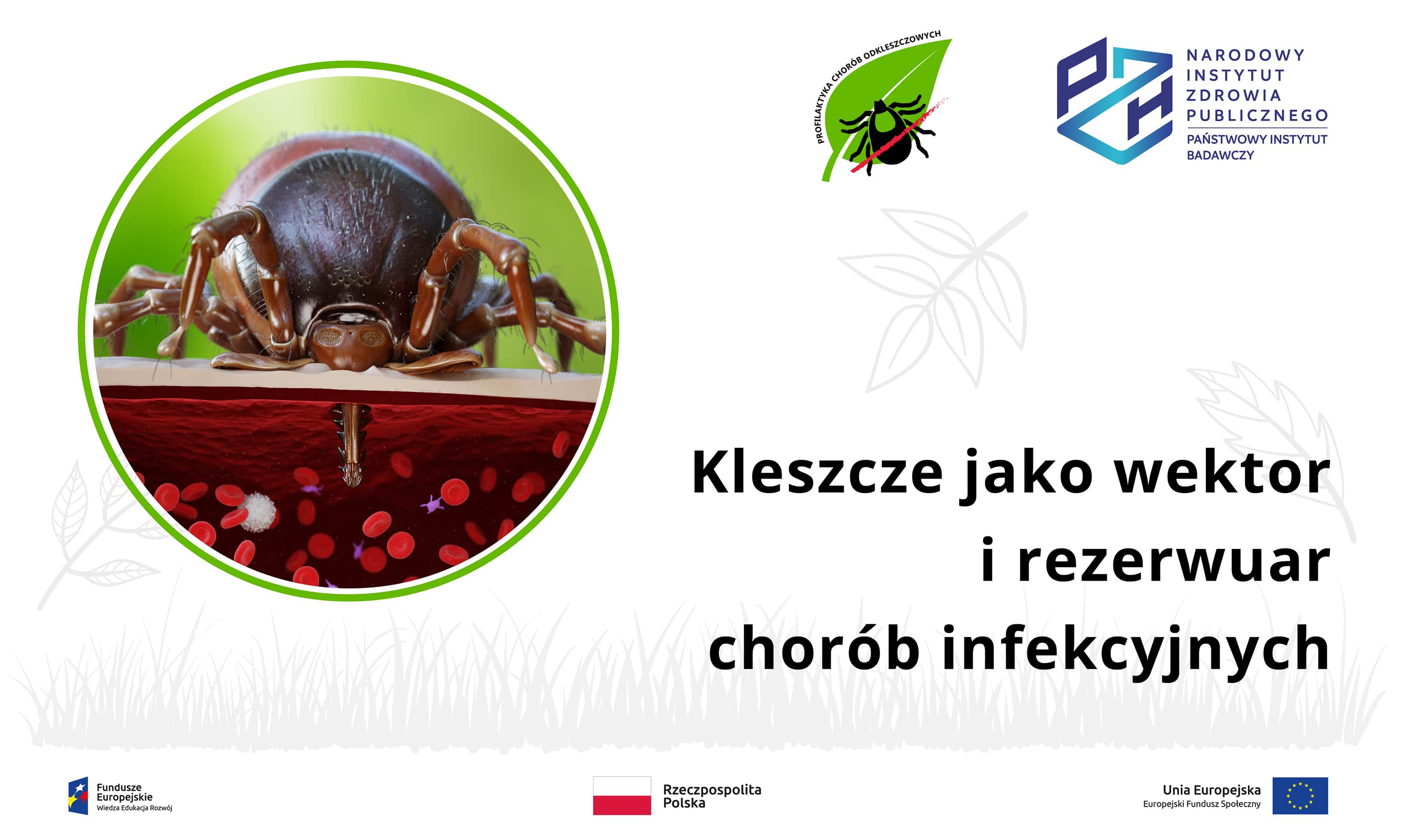 Read more about the article Kleszcze jako wektor i rezerwuar chorób infekcyjnych